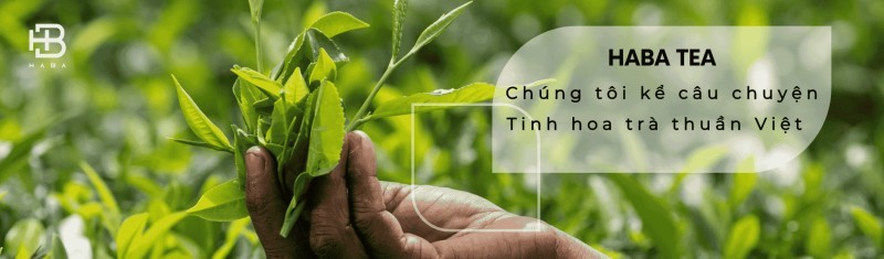 Haba Tea - Địa Chỉ Mua Trà Shan Tuyết Cổ Thụ Tại Hà Nội